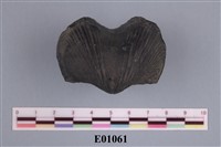 藏品(石燕及其他腕足動物)的圖片